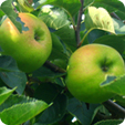 Our Apple Varieties